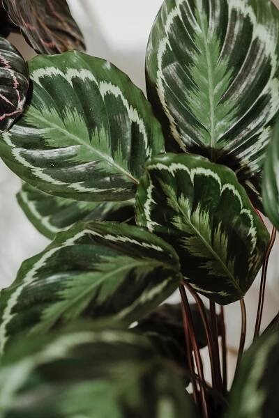 Calathea medallion leaves