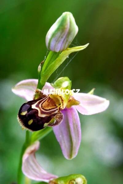 Orchidej