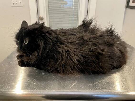 Downtown Tabby Blog — Downtown Tabby Professional Cat Grooming
