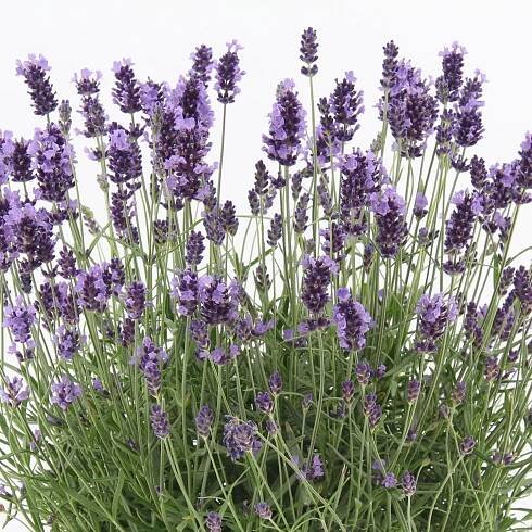 Grow by OBI Levandule Felice Premium Provence, pr. cca 15 cm