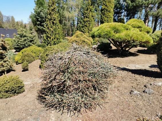 Čtenáři výletují: V Miniarboretum U Holubů vás ohromí nejen čarodějné metly