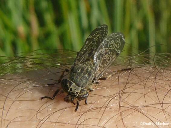 Haematopota pluvialis - bzikavka dešťová | Tabanidae - ovádovití | Natura Bohemica