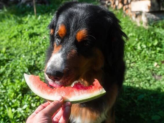 Pes konzumuje meloun
