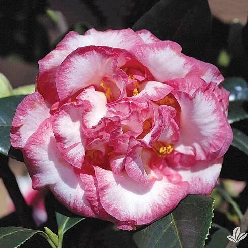 PICTURES - Cam Too Camellia Nursery