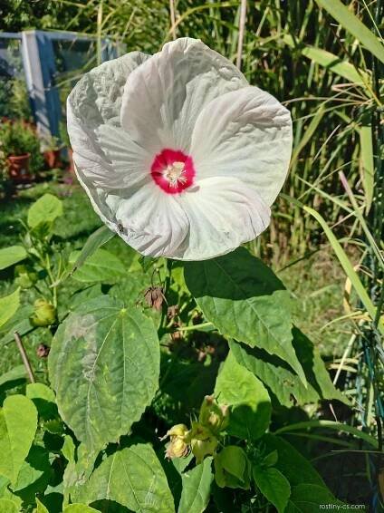 Ibišek bahenní (Hibiscus moscheutos)