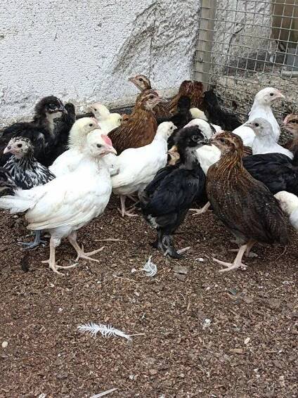 Leghorn,Vlaška koroptví a Australka velká