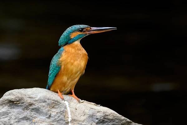 Ledňáček říční (Alcedo atthis)
