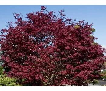 Acer platanoides 'Crimson Sentry' C15L-KM180 cm