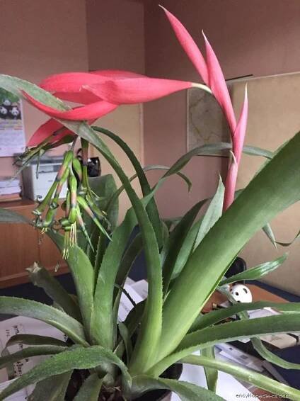 Bilbergie nicí - Billbergia nutans