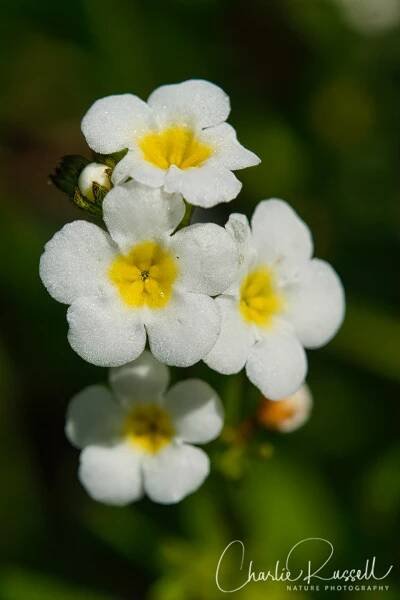 Glide Tule Ranch - Charlie Russell Nature Photography