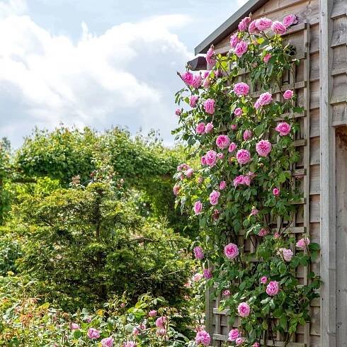 Gertrude Jekyll®
