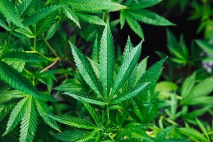 Jak legálně pěstovat marihuanu (konopí) v roce 2024?