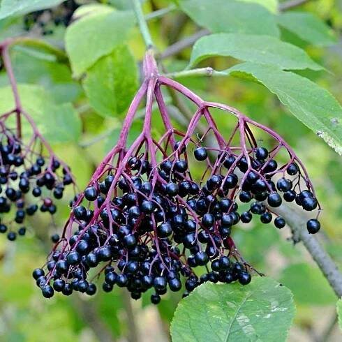 BAZA ČIERNA (Sambucus nigra) ~ Herbárium Projekt