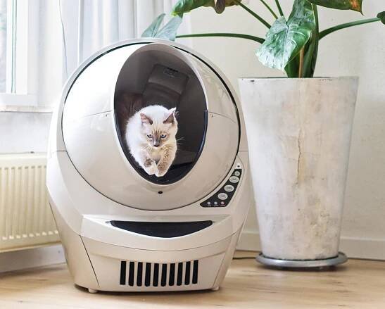 White cat leaping out of a Litter Robot 3 Connect