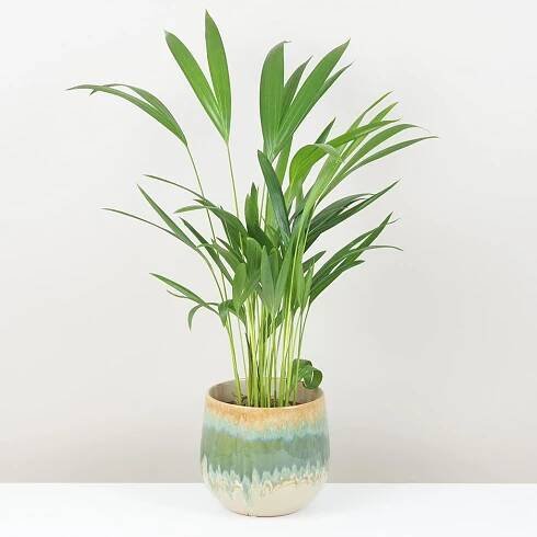 Areca Dypsis lutescens velká