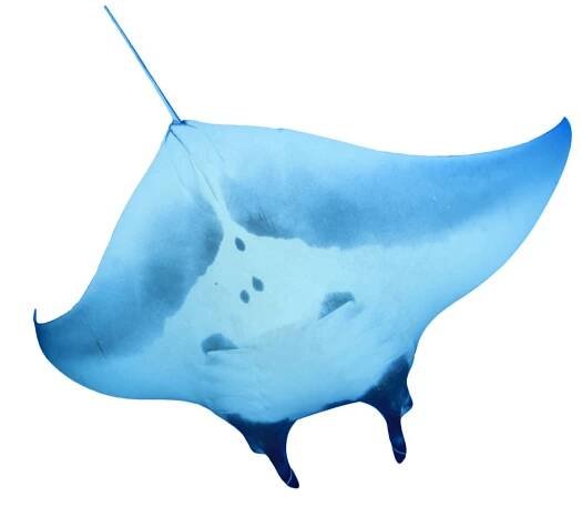 Lots of Success at a Low Cost: Tampa Bay Rays Trivia