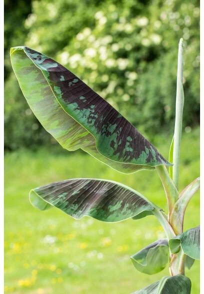 Banánovník "Dwarf Cavendish" (Musa acuminata), 80-110 cm, pr. kv. cca 21 cm
