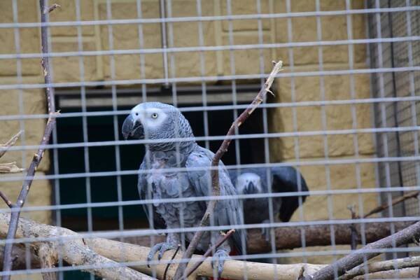 Papouščí zoologická zahrada v Bošovicích - Šokující Planeta