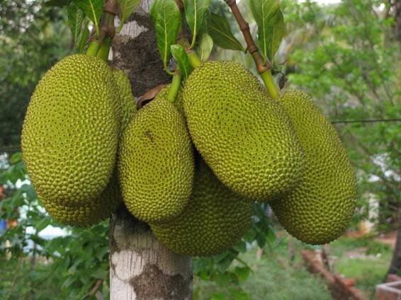 Znáte ovocného obra jackfruit?