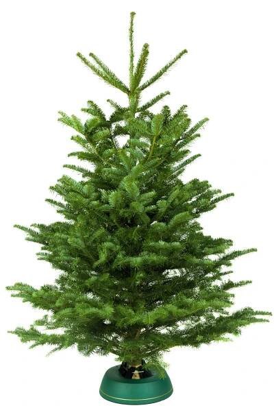 Jedle Nordmann Basic 100–125 cm; Jedle kavkazská