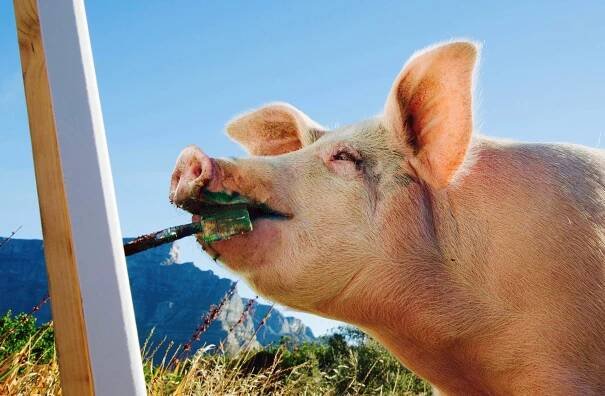 Pigcasso
