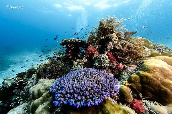 Raja-Ampat-Misool-02