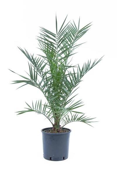 GROW by OBI Datlovník kanárský (Phoenix canariensis), cca 60/80 cm, kv. cca 4 l