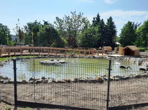 V jezírkách nové expozice vyškovské zoo se zabydlely i černé labutě. Podívejte