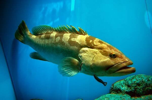 Epinephelus bruneus