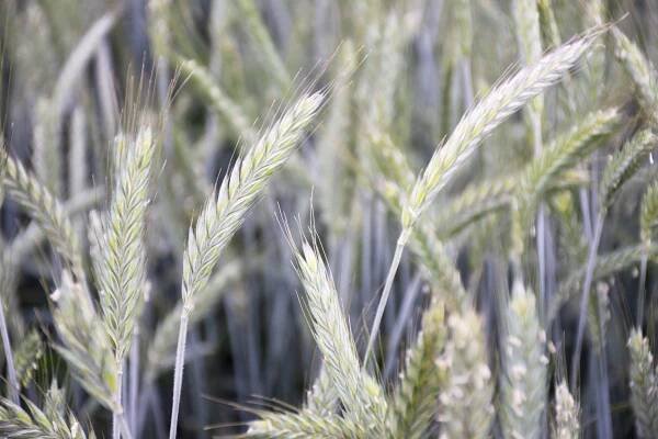 Triticale – Ehmke Seed