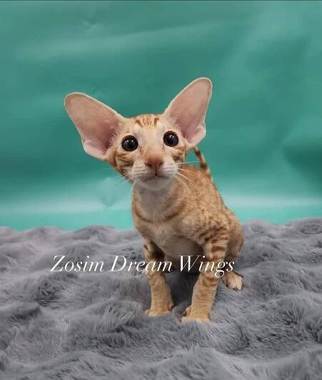 Orientální kocour Zosim Dream Wings