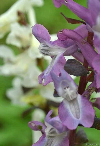 Dymnivka dutá (Corydalis cava)