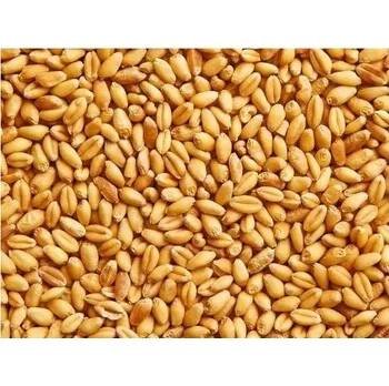 Pšenice ozimá čištěná zrno 1kg krmná