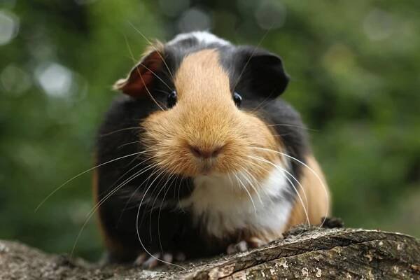 Guinea Pig Facts