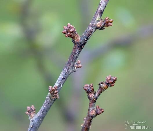 Trnka obecná | Naturfoto.cz