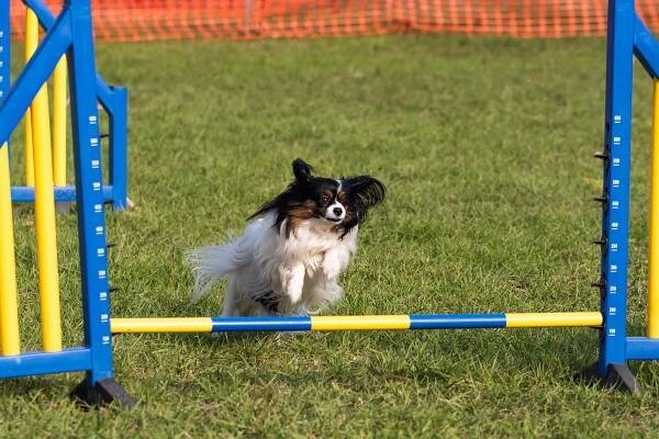 Giving Back - Helen Green Dog Photography Geelong Region
