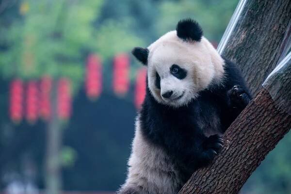 Giant pandas coming to San Francisco from China