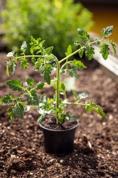 Grow Tomatoes In Raised Beds: Everything You Need To Know - Tomato Bible