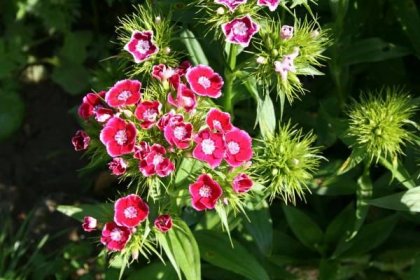 Botanická zahrada - Dianthus barbatus - hvozdík vousatý