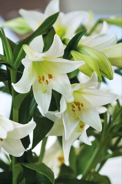 Easter Lilies - The Poinsettia People
