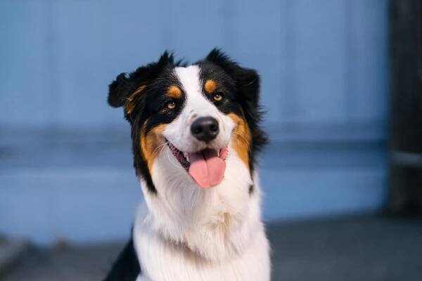 back-tri-color-aussie-blue-wall-smile