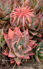 Aloe perfoliata - Wikipedia