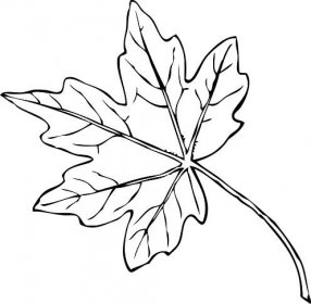 Javorový list, Příroda | omalovánka pro děti k vybarvení