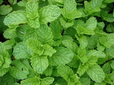 Spearmint Leaf Cut and Sifted