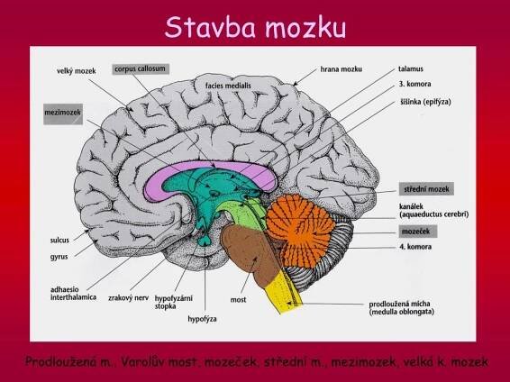 PPT - Centrální nervový systém PowerPoint Presentation, free download ...