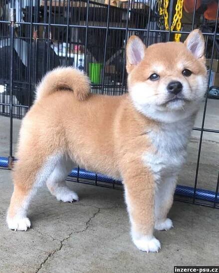Shiba-inu