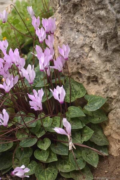 Brambořík perský (Cyclamen persicum)