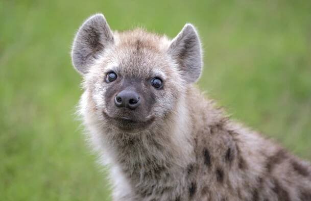 Hilarious Moments in the Wild: Laughing with the Hyenas