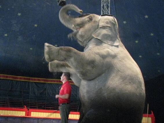 VIDEO: Přijel Národní Cirkus Originál Berousek