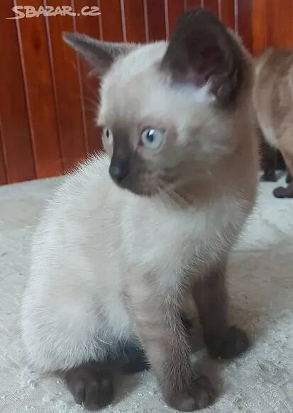 Koťátka ragdoll x thajská kočka
